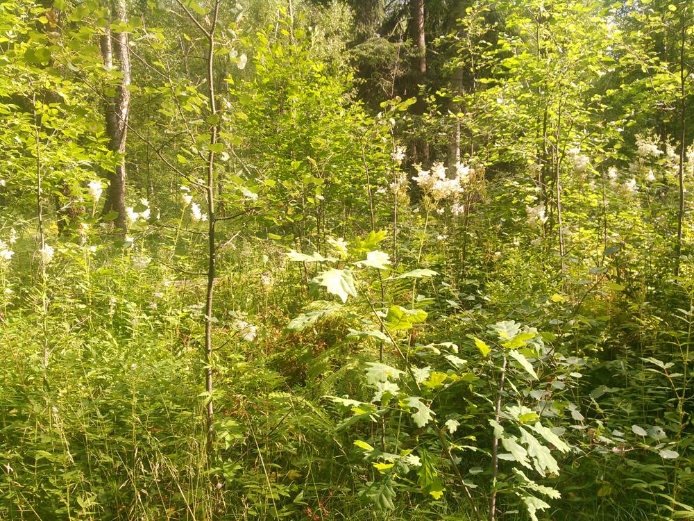 Пример фотографии 12