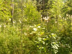 Пример фотографии 12