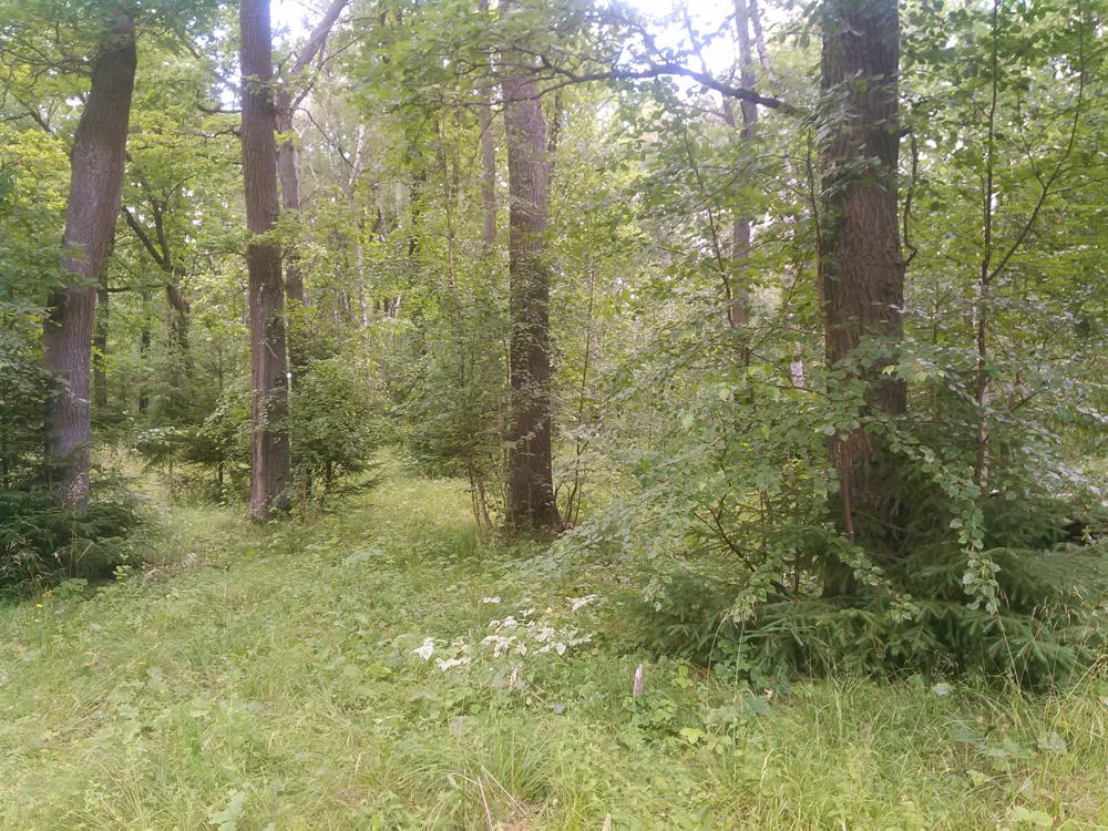 Пример фотографии 5