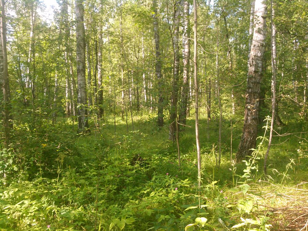 Пример фотографии 10